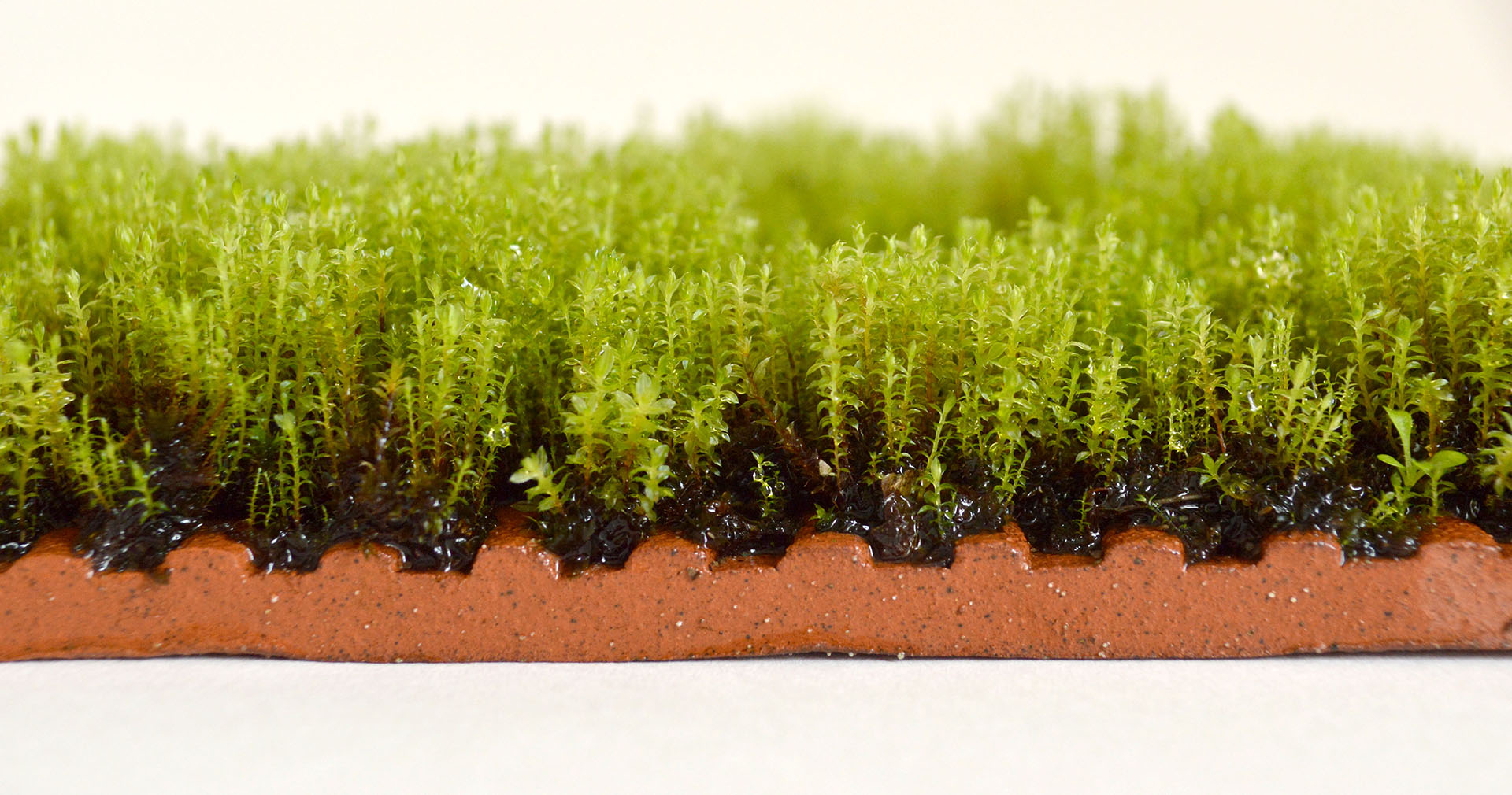 Moss Tiles close up