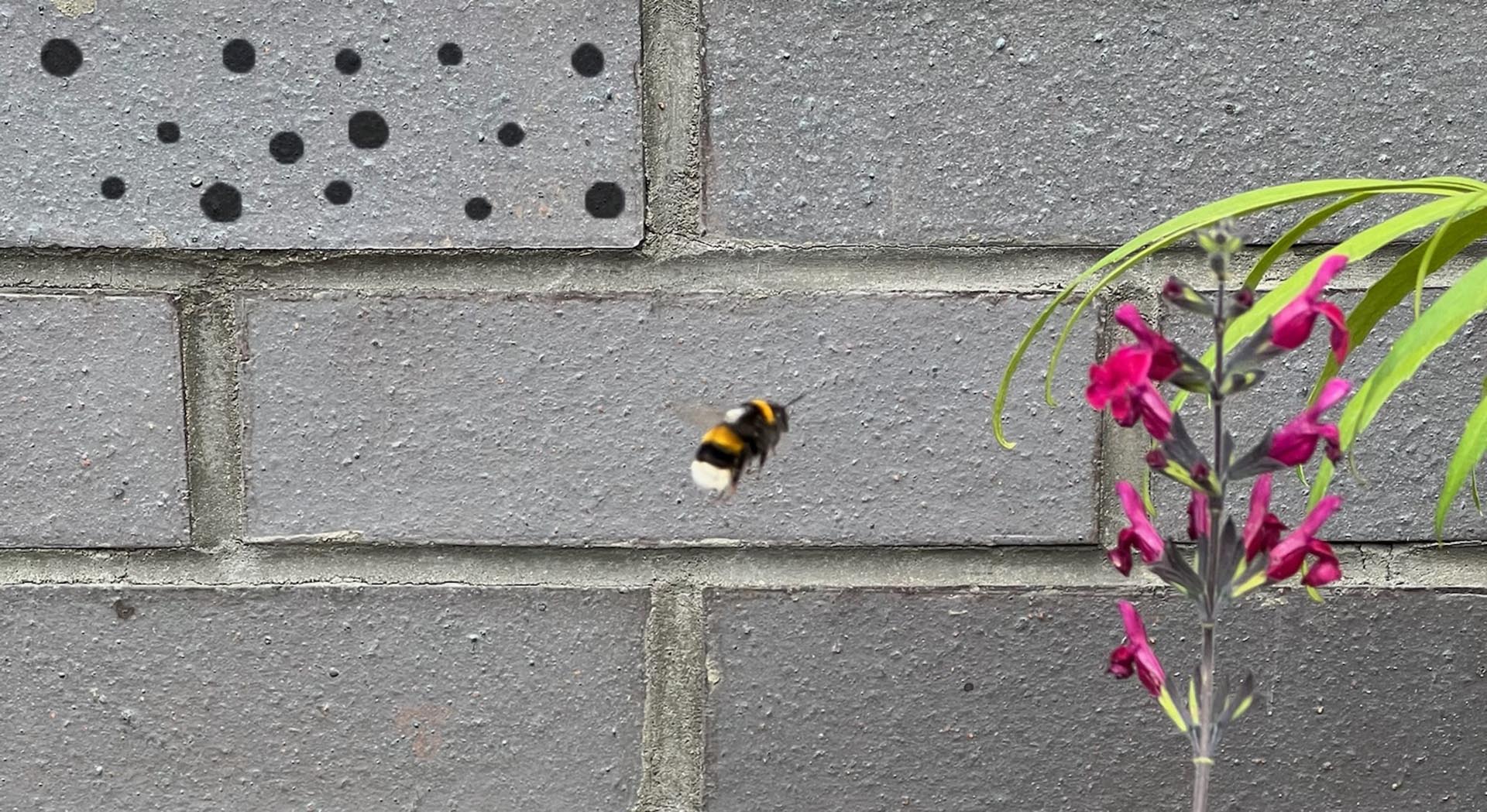 bee