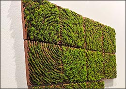 moss