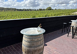 vineyard